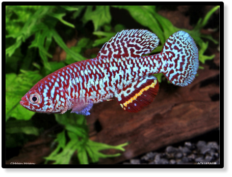 N.malaissei 