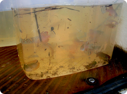 N. virgatus collected