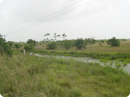 Location Ada GH 06-5 - here we found both kiyawensis and thierryi.  (Photo: Maud Rosenstock)