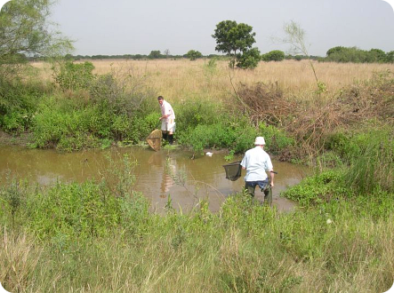  Location GH 06-3 was very muddy and it was hard to collect fishes here in November (Photo: Maud Rosenstock)