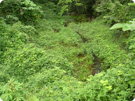 This is location Elubo GH 06-7, where we found Epiplatys chaperi and ONE Archiaphyosemion petersi.( Photo: John Rosenstock)