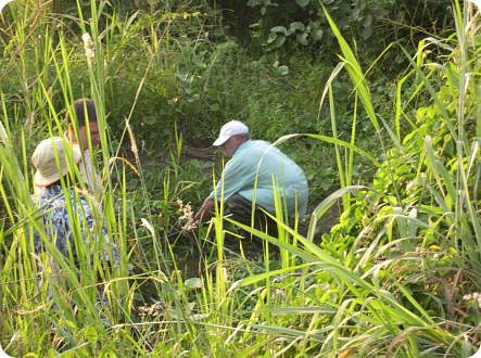 We tried in vain to find Fp. walkeri in this little stream under the main road.   (Photo: Maud Rosenstock)