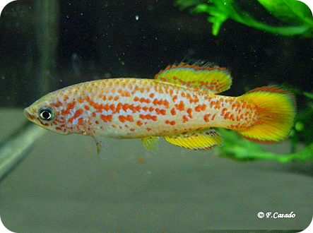 P. kiyawensis Ada GH 06-5