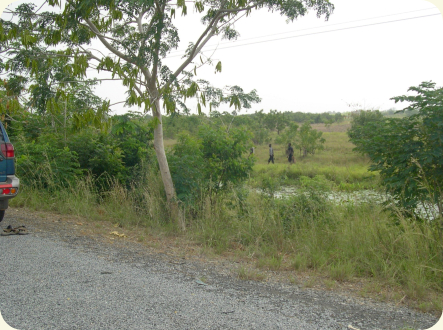 Location Ada GH 06-5 is a roadside pool just a few meters from the Accra-Ada road.   (Photo: Maud Rosenstock)