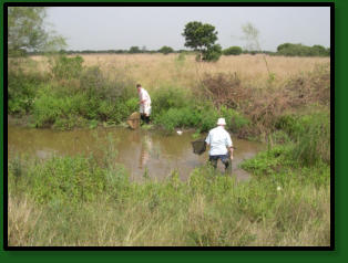 Location GH 06-3 was very muddy and it was hard to collect fishes here in November (Photo: Maud Rosenstock)