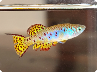 Fundulosoma thierry collected