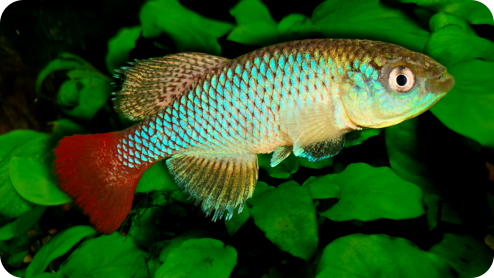 N. elongatus population not included in that expedition