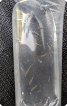 N. palmqvisti, very small. Collected