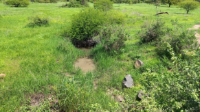 Malowa biotope