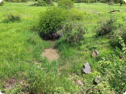 Malowa biotope