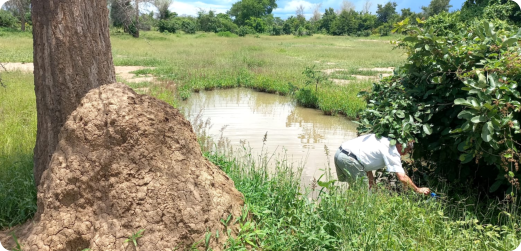 Malowa biotope