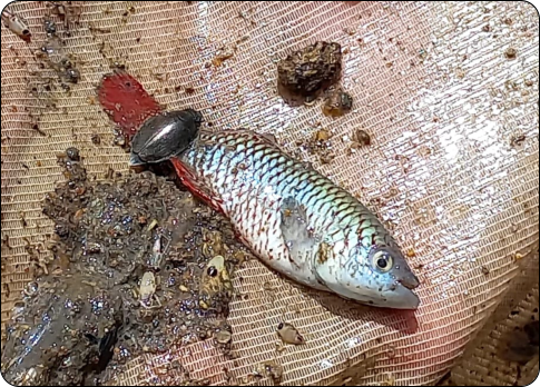Collected in Mua