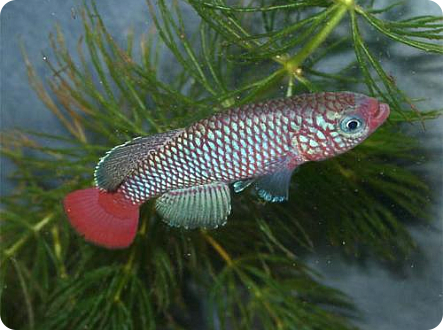 N. makondorum Mecufi 