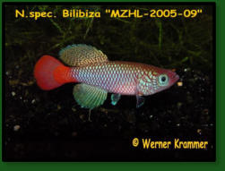  MZHL 2005-14- N. hengstleri Nassoro  biotope