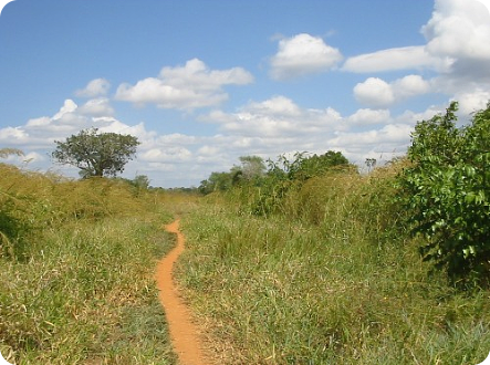 So called Road in Northern Mozambique