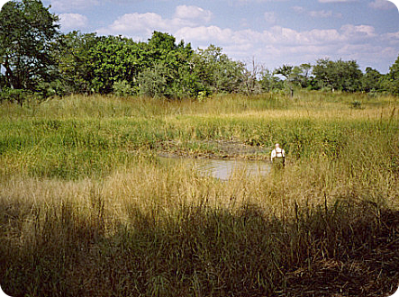  MZHL 2005-02 Combomune II.- N.furzeri red  biotope
