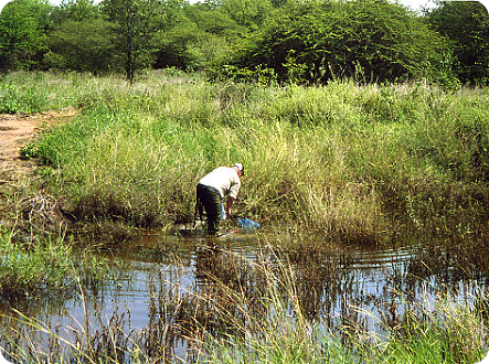 MZHL 2005-01 Combomune I.- N.furzeri red  biotope
