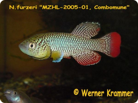 N. furzeri MZHL 05/1 Combomune