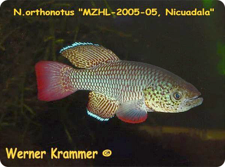 N.orthonotus MZHL 05/5 Nicuadala