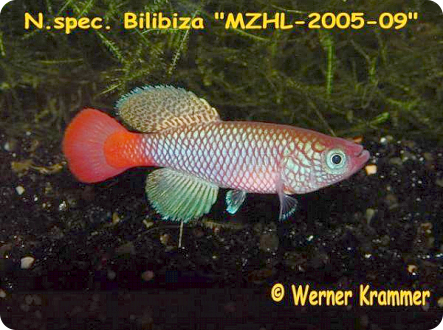  MZHL 2005-14- N. makondorum Bilibiza