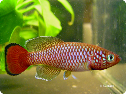N. hengstleri Nassoro MZHL 05/14
