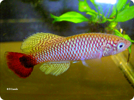 N.Makondorum MZHL 05/12  Messalo river
