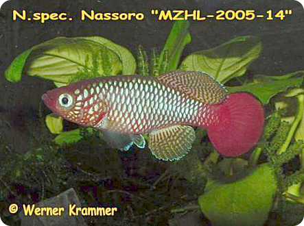 N. hengstleri Nassoro MZHL 05/14