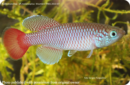 Nothobranchius aff melanospilus Kitubini TNKS 2013-07