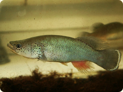 N.ocellatus TNKS 2013- 24
