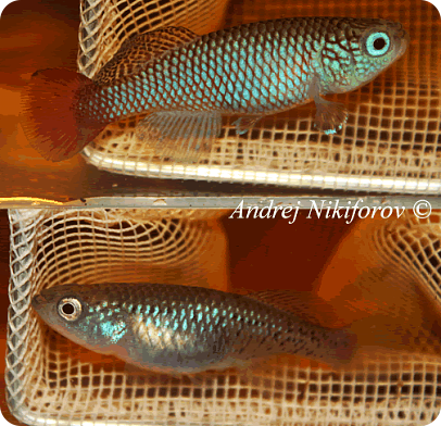 N. melanospilus Mbwemkuru River TNKS 2013-16-last
