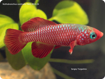 N. cardinalis TNKS 2013-24-