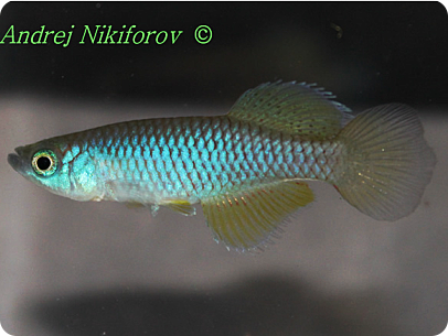N. aff janpapi Matandu TNKS2013-25