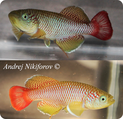 N.melanospilus KIMAMBA-TNKS2013-37-last
