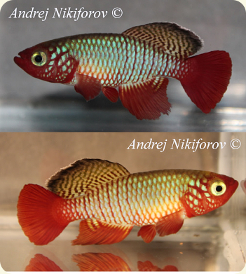 N.rubripinnis Mkuranga TNKS2013-01-