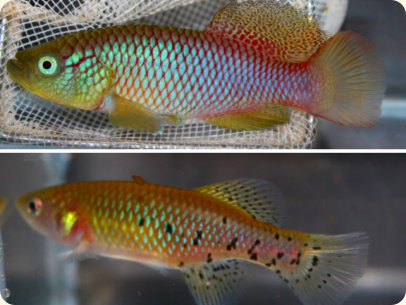 N.melanospilus TNT2 014-18