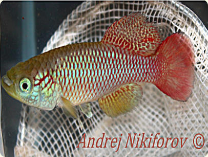 NmelanospilusTNT2014-21