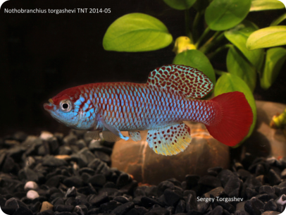 N.torgashevi TNT 2014-05
