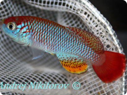 N. sp TNT 2014-05_1
