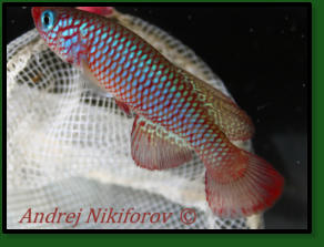 N.makondorumTNT2014-13 Nakapanya