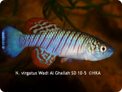 N. virgatus Wadi Al Ghallah SD 10-5 