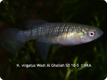 N. virgatus Wadi Al Ghallah SD 10-5