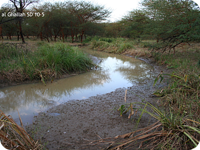 Wadi al Ghallah - where we found N. virgatus and N. nubaensis