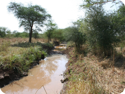 El Fula - biotope of N. virgatus