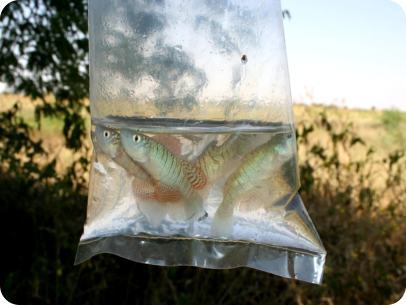 N. virgatus at Fula Azarga