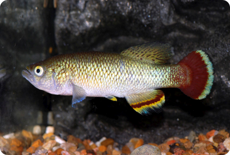N. neumanni collected TSTS 10-4