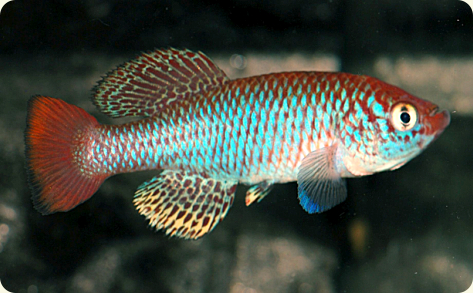 N.sp.Piti river TSTS 10/06