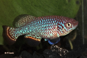 Nothobranchius ditte Kilwa CD 16-13