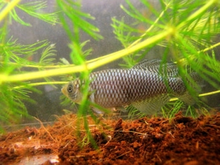 The winning fish is for Nothobranchius jubbi Witu KEN 10/11