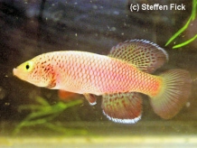 The winning fish. N.orthonotus