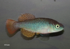 The winning fish N.steinforti.